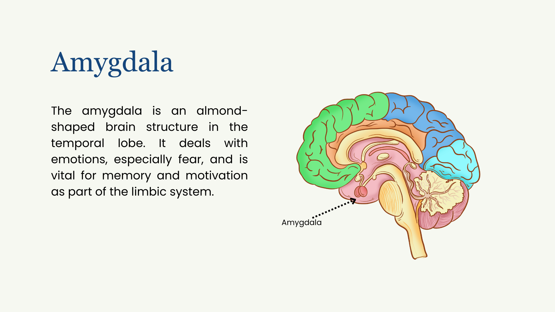 Amygdala shows diagram of the amygdala as well as written explanation of the amygdala