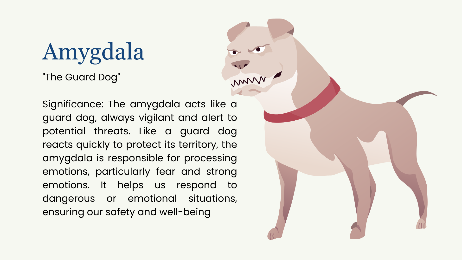 amygdala the guard dog image of a guard dog and written explanation of how the amygdala acts like a guard dog