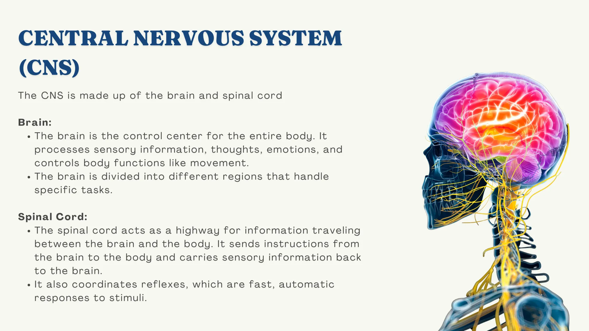 central nervous system image of central nervous system and text explaining central nervous system