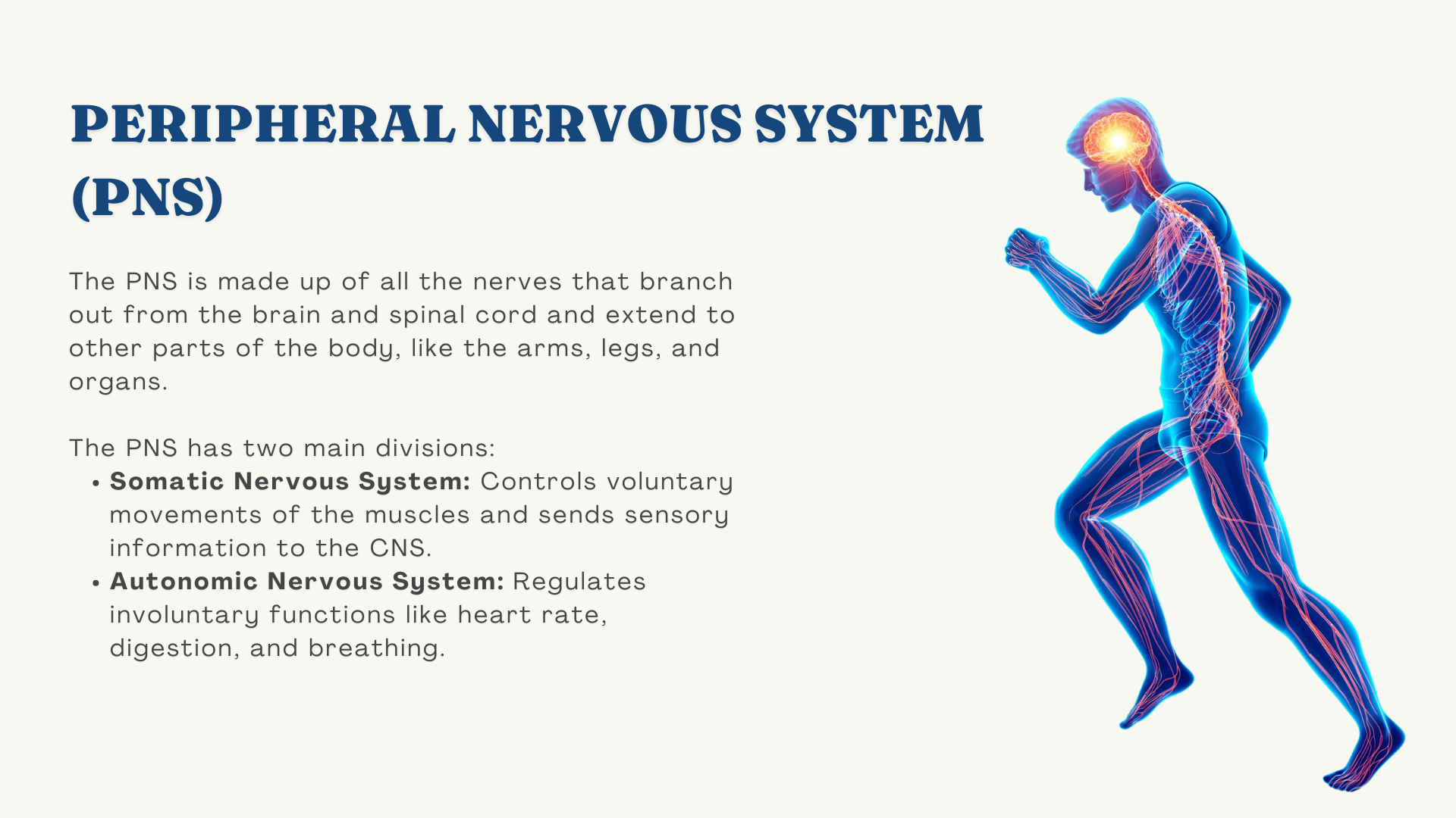 peripheral nervous system image of man running and showing his nervous system. Test explain peripheral nervous system has two divisions - the somatic nervous system and autonomic nervous system