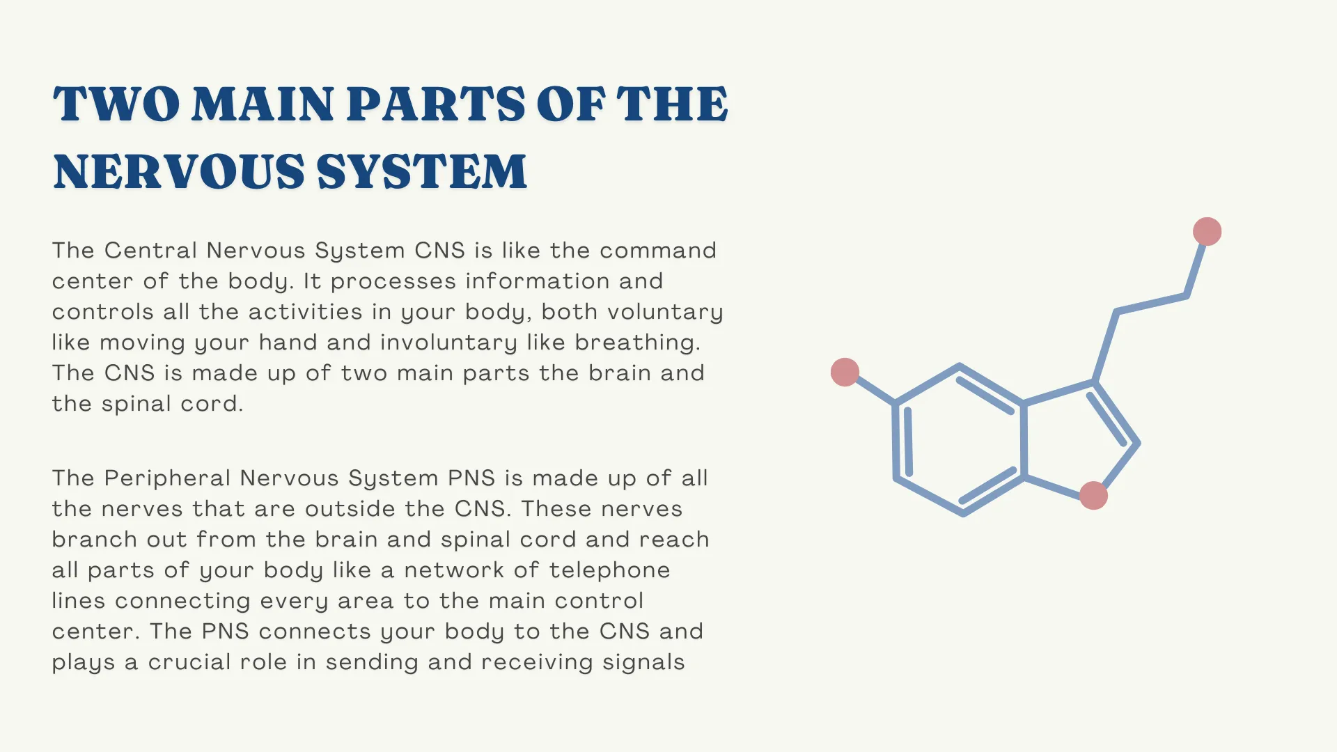 sage - two main parts of the nervous system written text explaining the central nervous system and peripheral nervous system with decorative ima